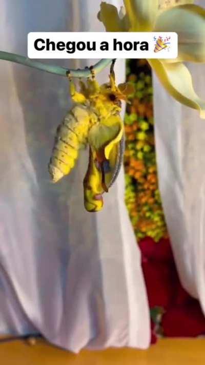 O ciclo de vida de uma Mariposa de Madagascar (@talalovesyou)