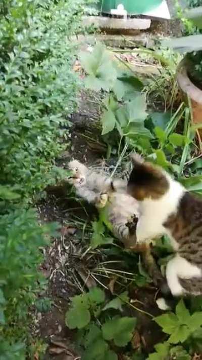 Why do they hate each other