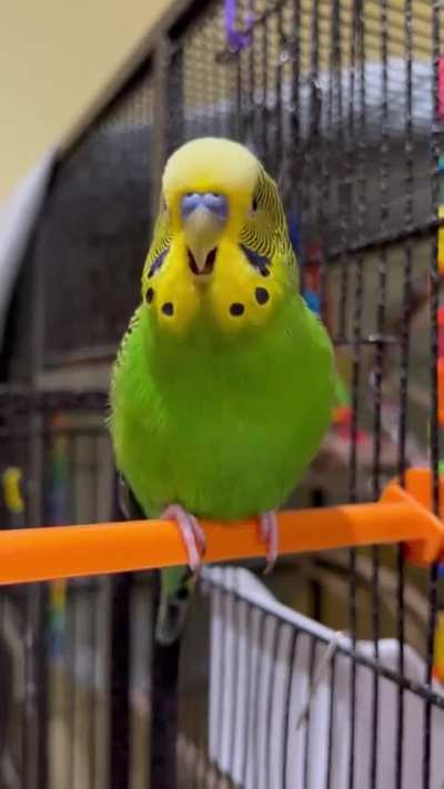 The Guinness world record setting parakeet that learnt the most words