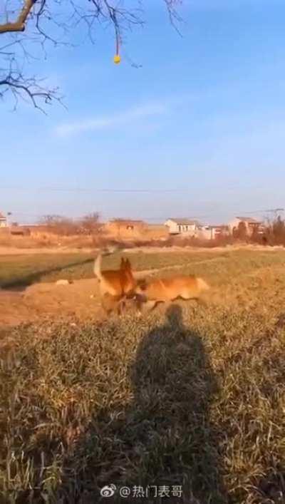 Dog retrieves toy