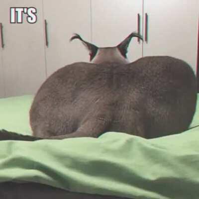 Floppa and Jack go together very well