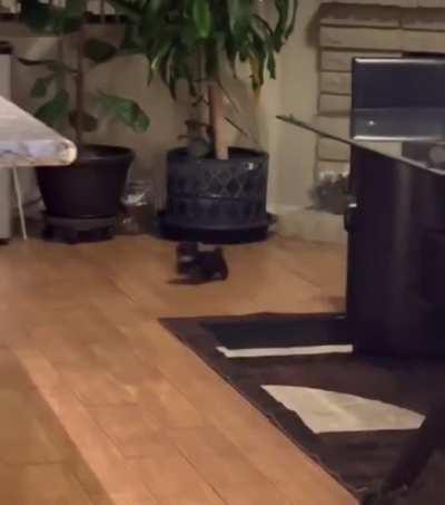 Life of a fierce and Deadly warrior