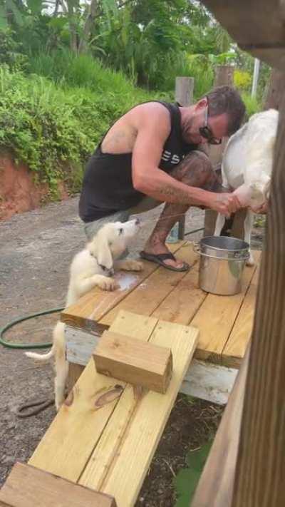 Odin has figured out why he is learning to guard goats! Free milk!!!