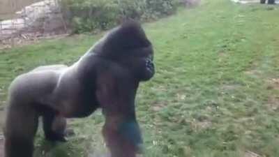 Rare footage of monke smashing window