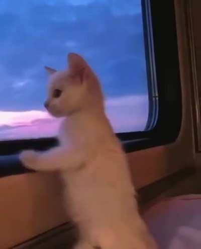 Gazing the world through pure eyes.