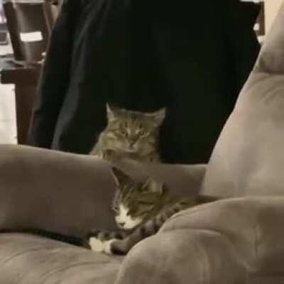 Mission CatAttack is a GO.