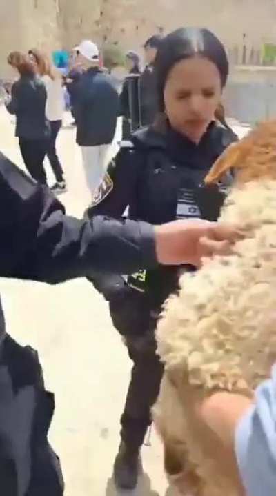Yahudi cops don’t let this bright non radical young man kill 🐑 for Passover next to Al Aqsa