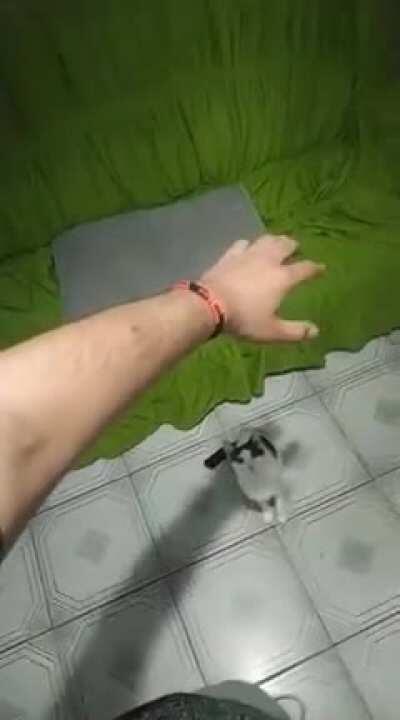 Gato assassino do meu amigo