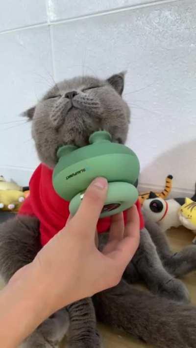 That cat is living its best life.