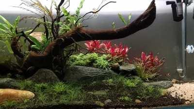 Planted few more plants two weeks back. 28 days update