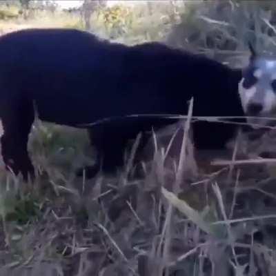 Cachorro preto bonito
