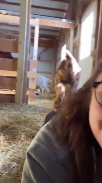 It's baby Fawn's world and we're just here as play equipment at Iowa Farm Sanctuary!