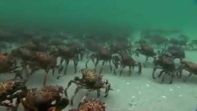 Crabs walking under waves
