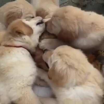 hungRY WoLvES rAVAge AN OLd TiGer. naTURe iS BRuTaL.