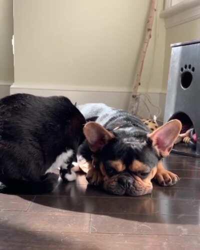 Our frenchie gets daily bathing from our cat