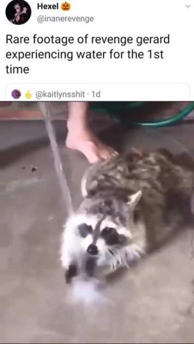 Three Cheers for Sweet Raccoon