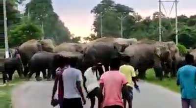 WCGW If We harass a pack of elephants.