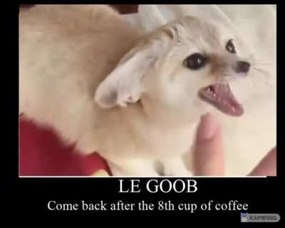 Coffee first, zoomies latEAR