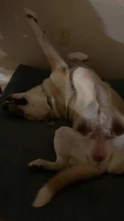 My dog-in-law Clio sleeps contently like this every night 💤