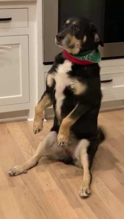 Woof_irl