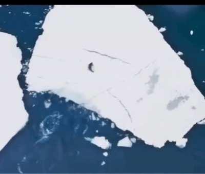 Orcas have to be the most creative killing machines on Earth