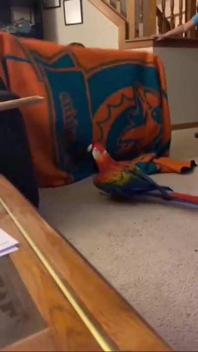 Raising your Macaw a Dolphin’s Fan