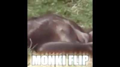 OOhhh AhAHhh MONki FLIp MONKi SHit