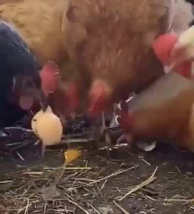 Chickens are omnivores and cannibals