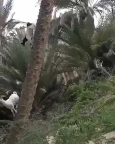 goats are just built different