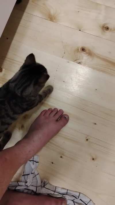 How my kitten tells me his belly is ready for dinner