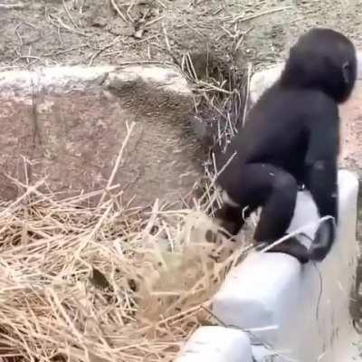 Mother being a mother, no matter the species