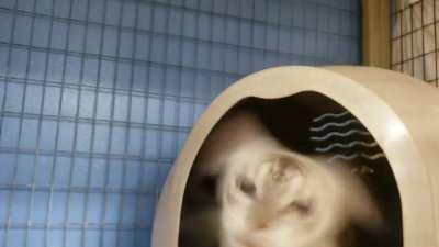 CRAnkY OLD LaDY phoEBe sCReAMS At AnD mauLS OverWoRKed SHelter vOLUnTeeR TO deaTH (ORIGIN)(PREQUEL)[REAL]