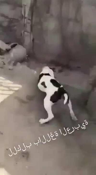 f mumu😭😭😭😭