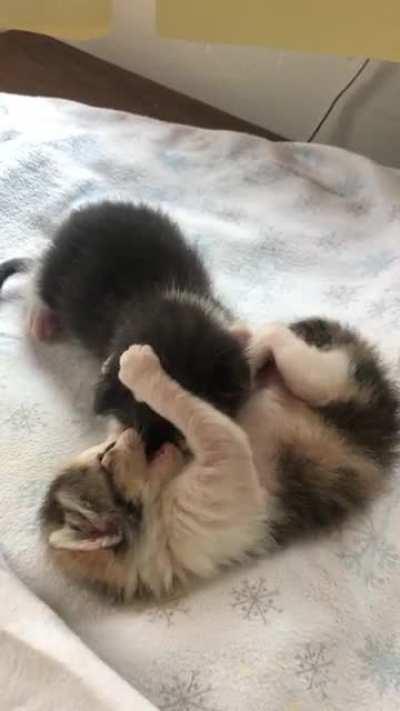 Hard to get much done with these two hooligans fighting on my desk