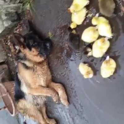 The dog and the ducklings