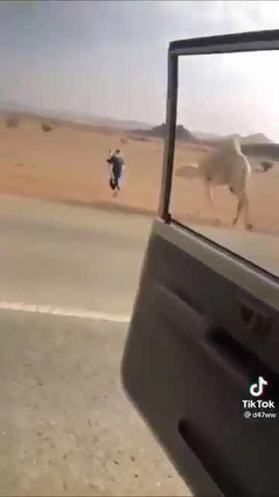 If he got caught he wouldve gotten the fuck beat outta him by the camel