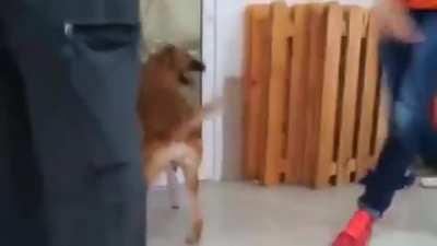 Slow zoomies at first, but within a few seconds learning to get even zoomier