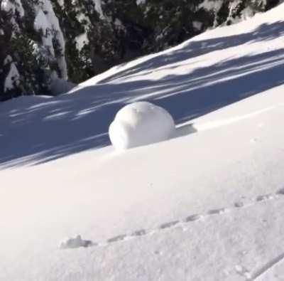Perfect Snowball Roll
