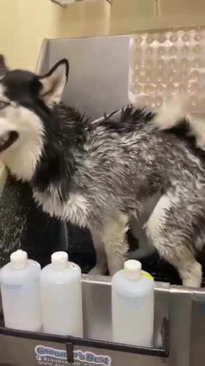 Someone got a bath today... secretly he loves them.