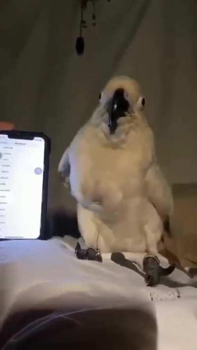 The parrot dance king!!!