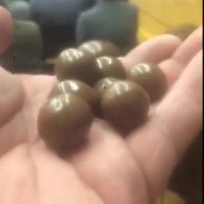 Forbidden Maltesers