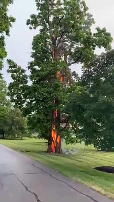 🔥 The fire of the tree that has been struck by lightning.