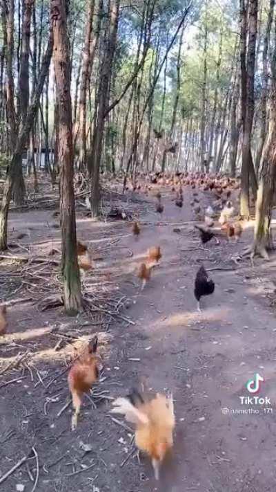 Chicken Uprising