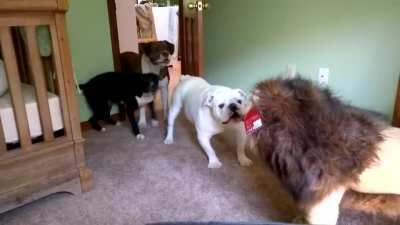 Highly confused dogs