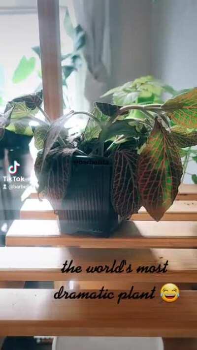 This nerve plant was just really really thirsty 😅