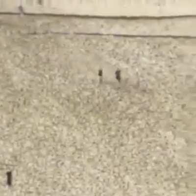 Gyro: Monk of Terminal Rotation