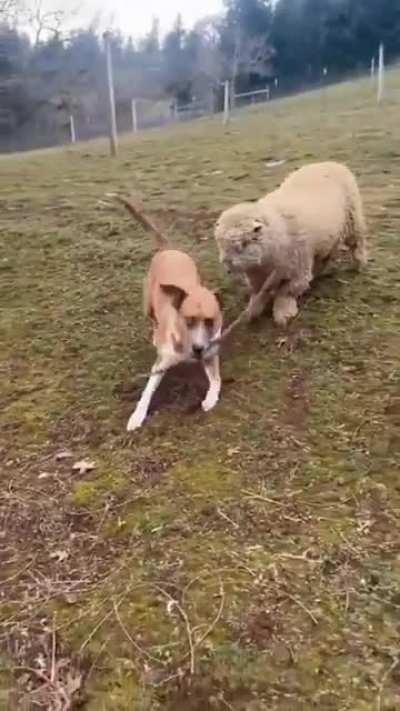 Just Two Friends Zooming Together