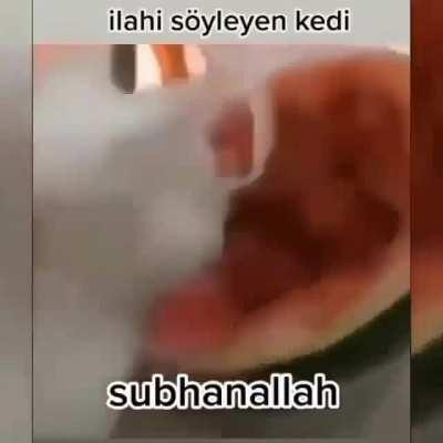 musluman kedi