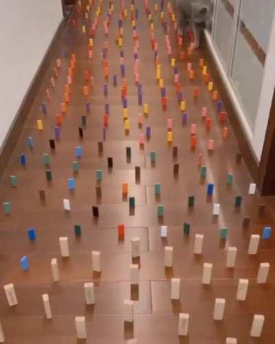 Never thought I would see a visual example of the opposite of a “bull in a china shop”.