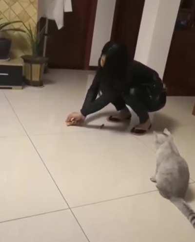 My cat people need me